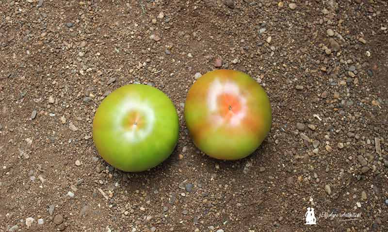 Almería pierde casi 2.000 hectáreas de tomate en los últimos años