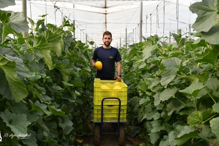 Magar innova en el entutorado de melón amarillo