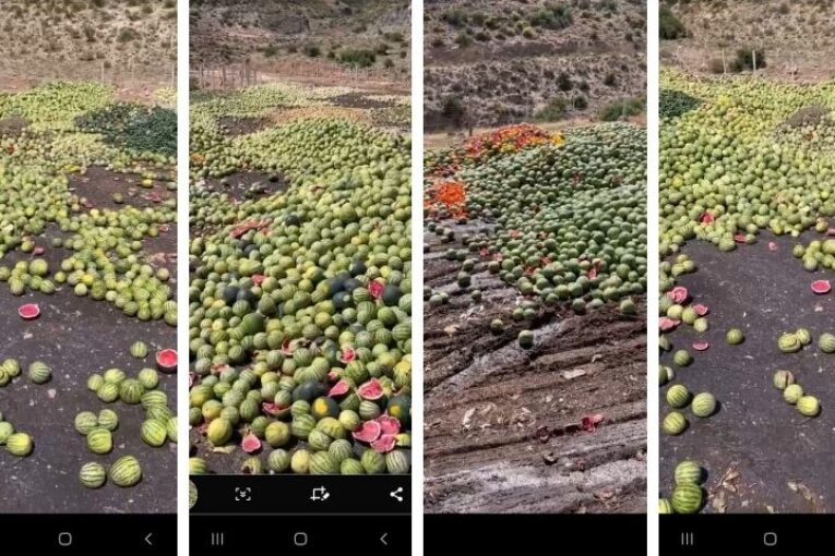 Las comercializadoras retirarán melón y sandía en Níjar y La Mojonera