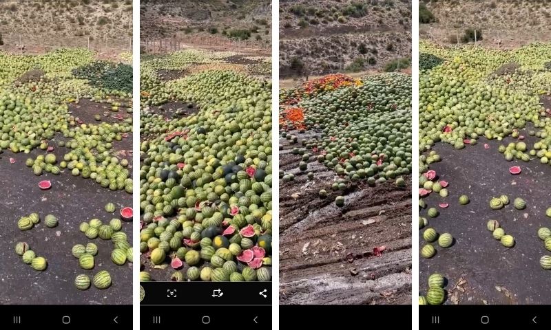 Las comercializadoras retirarán melón y sandía en Níjar y La Mojonera