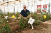 Dos nuevos acaricidas de Belchim para vasates en tomate