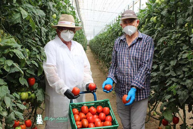 Sargento es el tomate pera XXL de HM.Clause