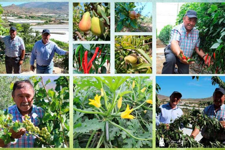 El agricultor virgitano que unió al invernadero árboles frutales