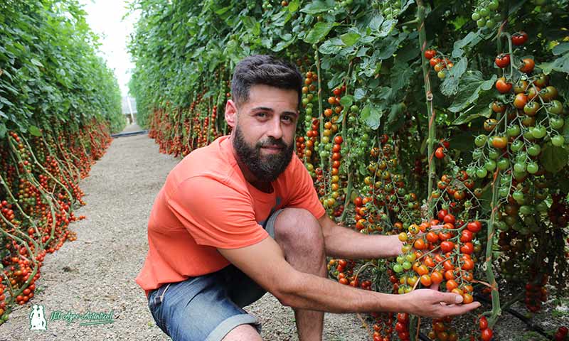 Caprice en los ciclos cortos de tomate de primavera
