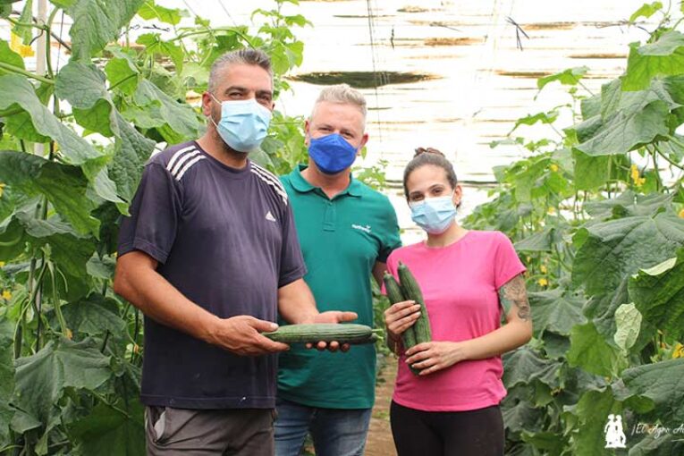 Tintero mantiene el verde oscuro en pepino temprano