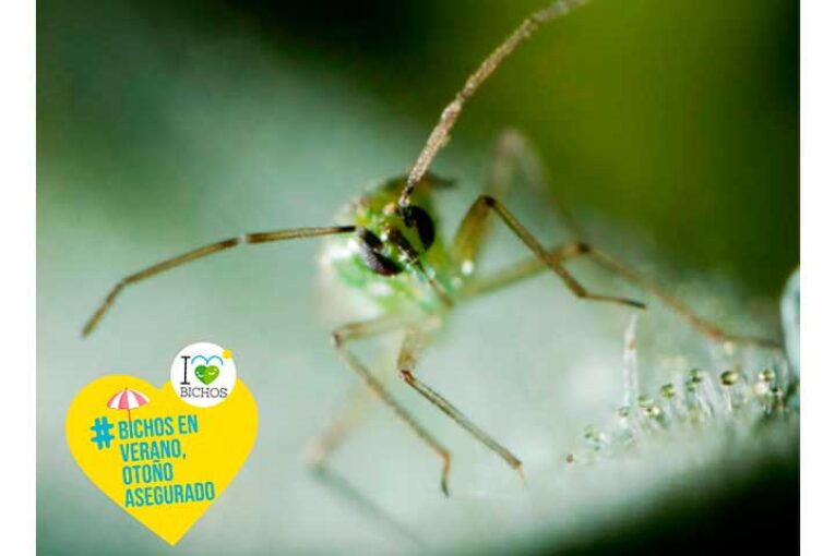 Beneficios del control biológico en verano