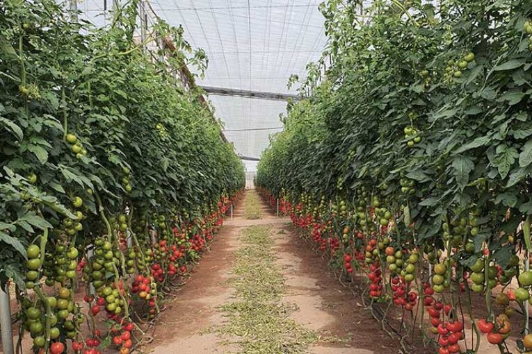 Vellsam desarrolla el primer 'todo en uno' para eco y convencional