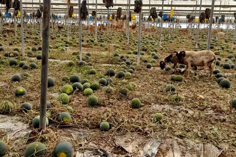 Ayuntamiento de El Ejido, primero en pedir la revisión del acuerdo con Marruecos