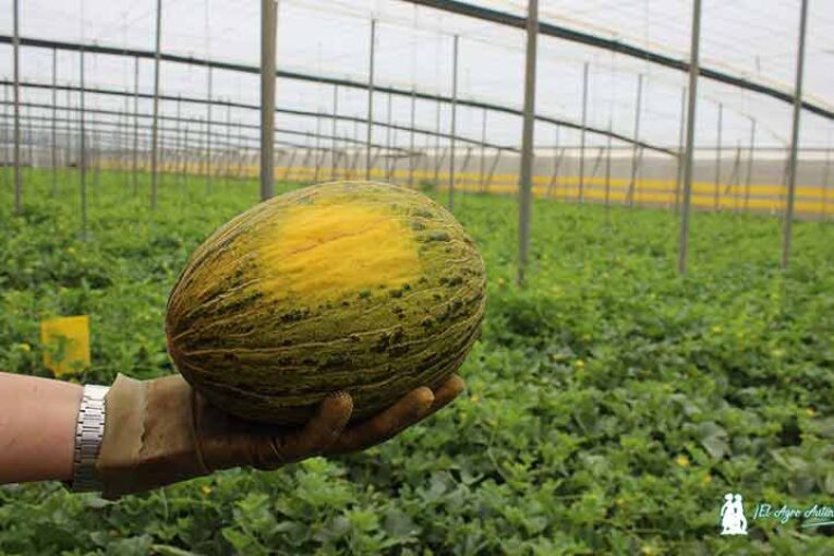 Melones a precio pactado