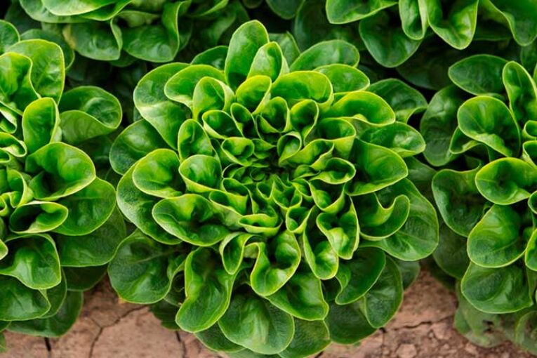 Variedades de lechuga de Rijk Zwaan resistentes frente a la nueva raza de mildiu Bl:37EU