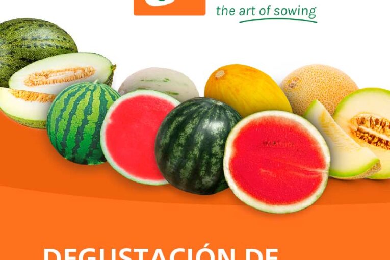 Día 15 de junio. Degustación de melón y sandía de Diamond Seeds