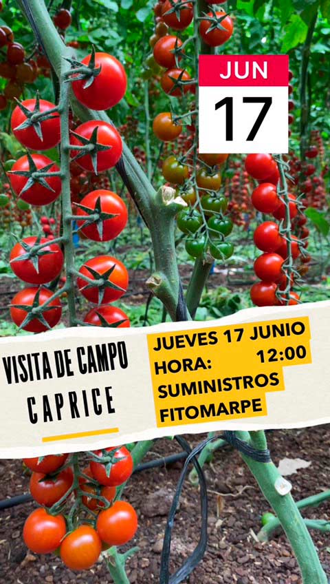 Top Seed organiza una visita de campo para mostrar su variedad tipo cherry rama Caprice