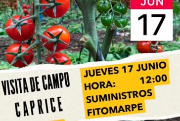 Día 17 de junio. Jornada de tomate cherry de Top Seeds