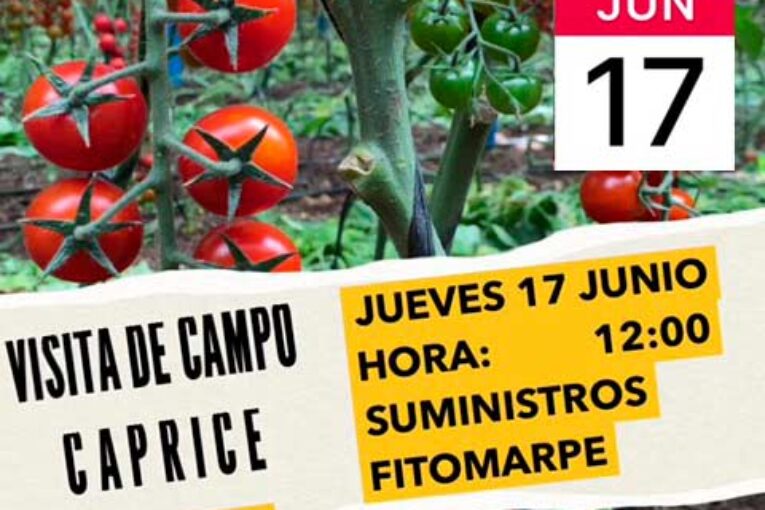 Día 17 de junio. Jornada de tomate cherry de Top Seeds