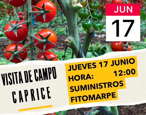 Día 17 de junio. Jornada de tomate cherry de Top Seeds