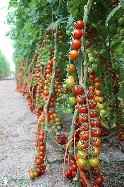 Tomate cherry Caprice de Top Seeds Ibérica. /joseantonioarcos.es