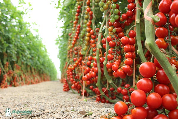 Tomate cherry Caprice. /joseantonioarcos.es