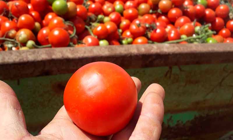 Tomates en contenedor en Almería por la competencia desleal de Marruecos. /joseantonioarcos.es