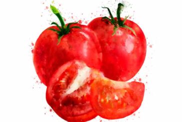 Coag tira del hilo del tomate saharaui