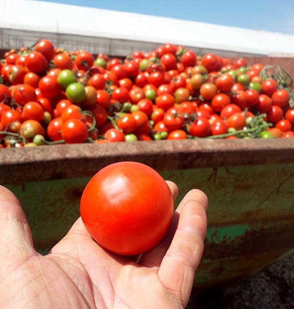 Contenedor a las puertas de un invernadero de Almería. El agricultor ha retirado a vertedero sus tomates sin precio. /joseantonioarcos.es
