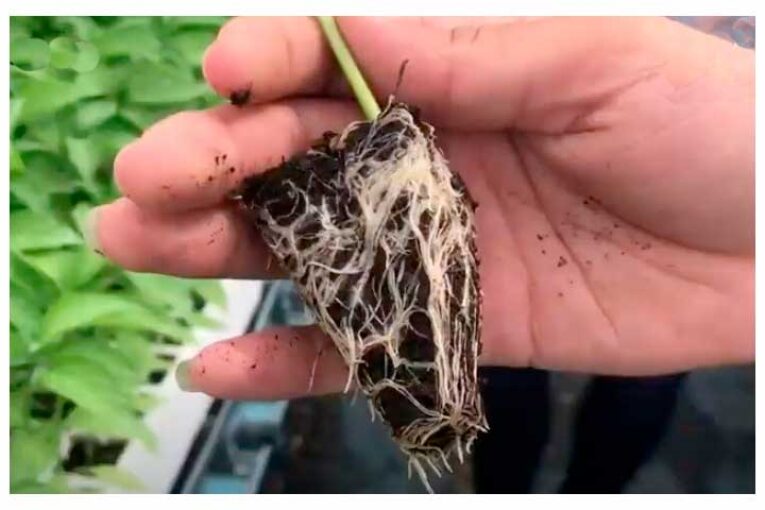 Enraizamiento y mejora del crecimiento de planta desde el inicio de campaña