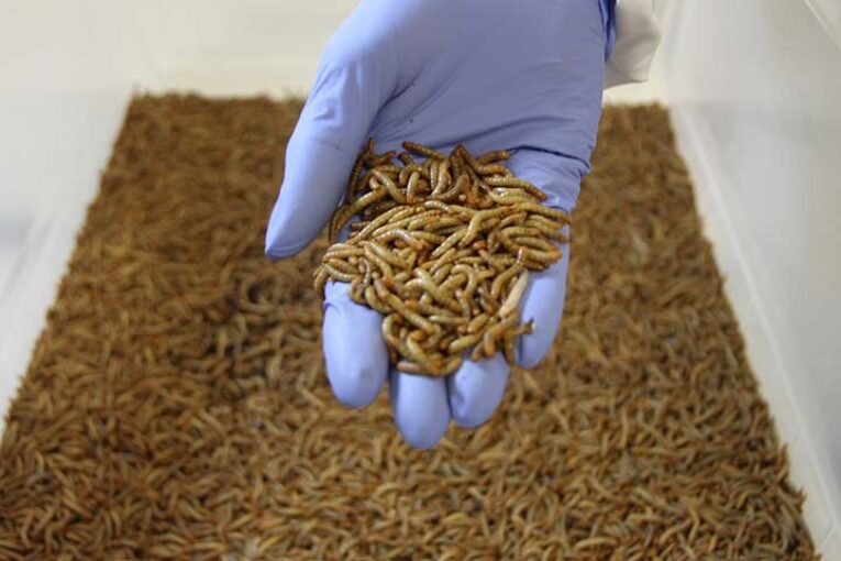 El proyecto Entonatur introduce los insectos en alimentación y en campo
