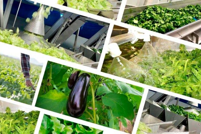 Unica se inicia en la industria de IV y V gama con lechuga y berenjena