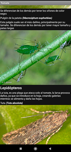 Lepidópteros. /joseantonioarcos.es