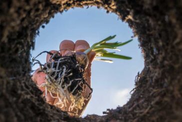 Enmiendas que mejoran el crecimiento de las micorrizas en las raíces