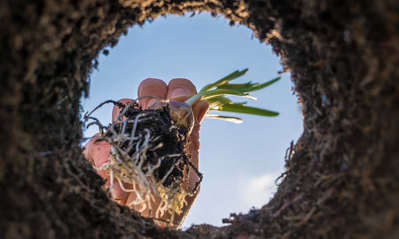 Enmiendas que mejoran el crecimiento de las micorrizas en las raíces