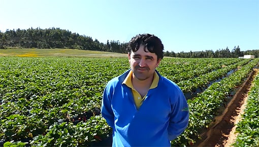 Pedro Martinho, agricultor de la región del Oeste (Portugal), aplicó Microil para combatir la araña roja de la fresa (Tetranychus telarius)