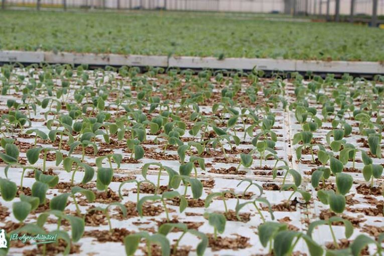 La mitad del campo de Níjar es ya ecológico