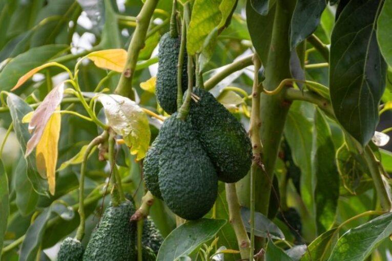 Ecoculture reduce los efectos de la alternancia y la caída de aguacate