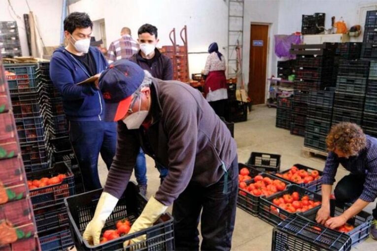 Universidad, CASI y Nostoc calculan el beneficio económico de usar biofertilizantes