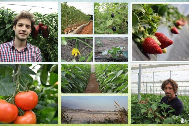 Microbiología de Nostoc desde el tomate a la fresa