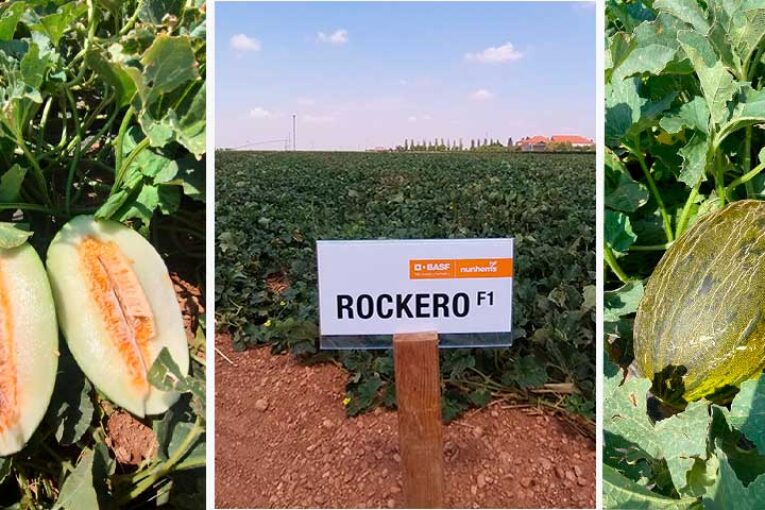 El último melón piel de sapo de Nunhems suena en La Mancha