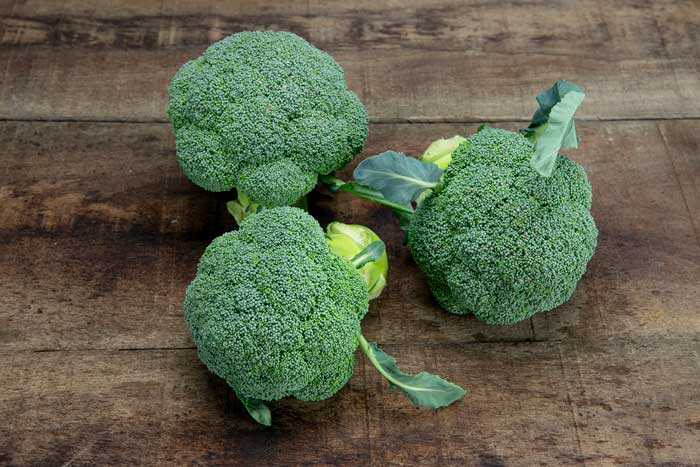 Ulysses es la nueva variedad de brócoli de Sakata pensada para las complicadas recolecciones del invierno. Gracias a su versatilidad y rendimiento, puede recolectarse durante cuatro meses logrando una calidad muy estable-Agro Auténtico