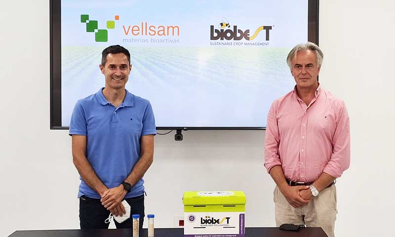 Los abejorros de Biobest portarán las materias bioactivas de Vellsam