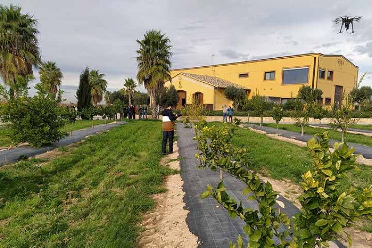 Un proyecto creará herramientas digitales para detectar plagas en cítricos