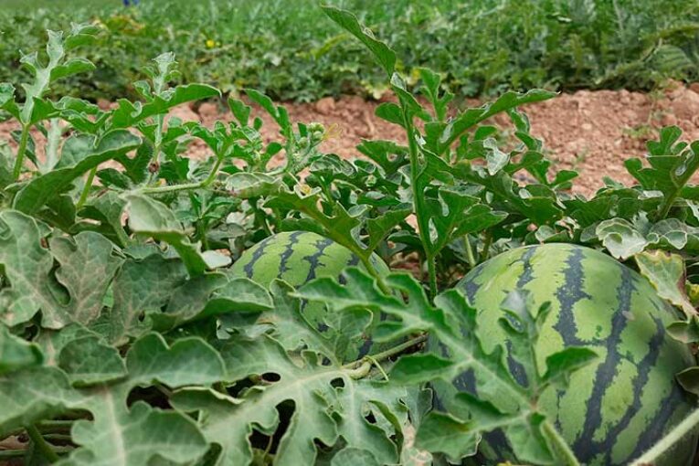 Campojoyma extiende hasta octubre su producción de sandía bio