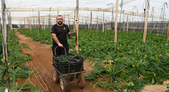 Francisco Javier Herrada, agricultor del campo de Níjar con la variedad Dharma de HM.Clause. /agroautentico.com