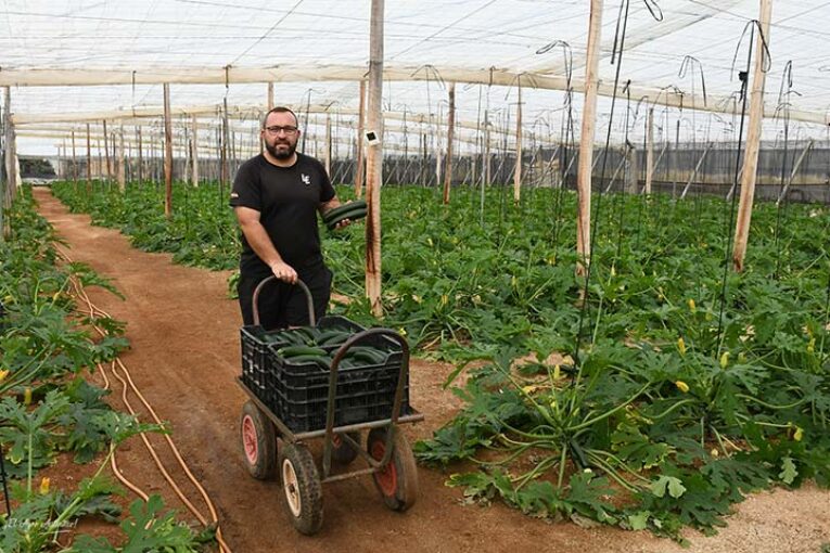 Primeras plantaciones del calabacín resistente a Nueva Delhi de HM.Clause