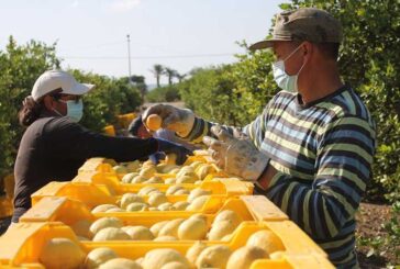 Inicio de la campaña de limón en la Vega Baja