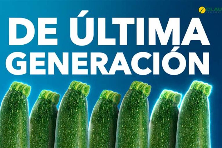 Los calabacines de última generación de HM.Clause