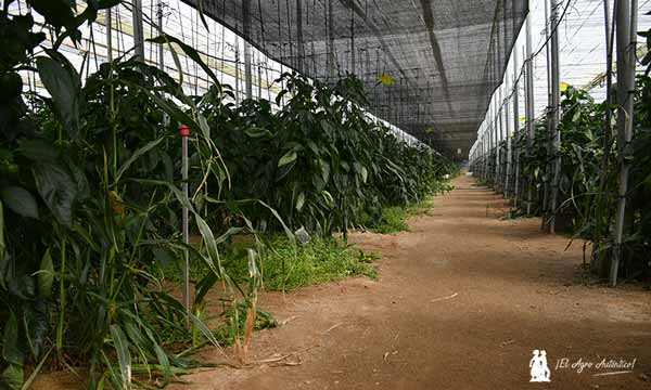 Interior de la finca de Esther Molina. Pimiento california en ecológico para la cooperativa Coprohníjar (Anecoop). /agroautentico.com