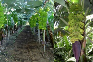 Agrónomos de Canarias se vuelcan con los agricultores de La Palma