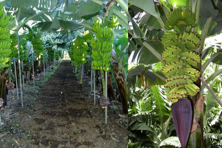 Agrónomos de Canarias se vuelcan con los agricultores de La Palma