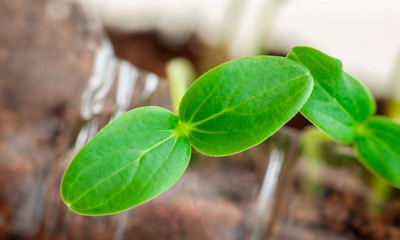 La tecnología de Ecoculture se estrena en Fruit Attraction