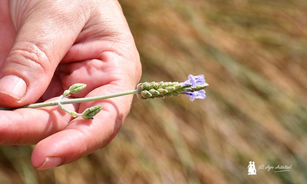 Fauna auxiliar y la Lavanda. Control biológico por conservación. /agroautentico.com