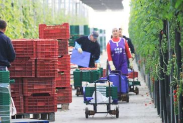 110.000 puestos de trabajo genera el invernadero en Almería y Granada